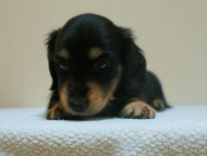 7月30日生まれカニンヘンダックス・あんずの赤ちゃん　ブラック&クリーム男の子②