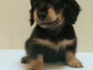 カニヘン　子犬　石川県