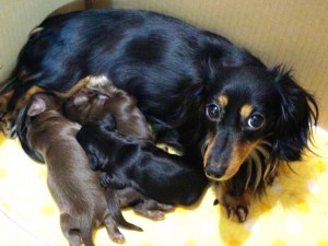 カニンヘンのリズ.Sが出産しました 男の子1、女の子1 カニンヘンのリズ.Sが出産しました 男の子1、女の子1