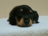7月30日生まれカニンヘンダックス・あんずの赤ちゃん　ブラック&クリーム女の子