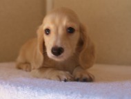 ８月２日生まれカニンヘンダックス・マンドレの赤ちゃんクリーム男の子