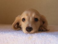 ８月２日生まれカニンヘンダックス・マンドレの赤ちゃんクリーム男の子