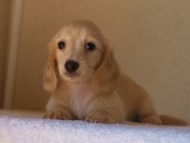 ８月２日生まれカニンヘンダックス・マンドレの赤ちゃんクリーム女の子