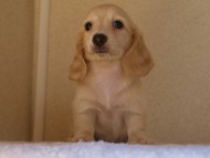 ８月２日生まれカニンヘンダックス・マンドレの赤ちゃんクリーム女の子