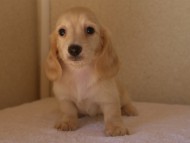 ８月２日生まれカニンヘンダックス・マンドレの赤ちゃんクリーム女の子