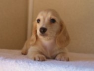 ８月２日生まれカニンヘンダックス・マンドレの赤ちゃんクリーム女の子