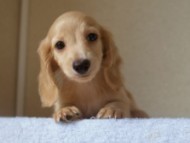 ８月２日生まれカニンヘンダックス・マンドレの赤ちゃんクリーム男の子