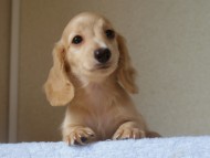 ８月２日生まれカニンヘンダックス・マンドレの赤ちゃんクリーム男の子