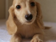 8月2日生まれカニンヘンダックス・マンドレの赤ちゃんクリーム男の子 8月2日生まれカニンヘンダックス・マンドレの赤ちゃんクリーム男の子