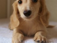 8月2日生まれカニンヘンダックス・マンドレの赤ちゃんクリーム男の子 8月2日生まれカニンヘンダックス・マンドレの赤ちゃんクリーム男の子