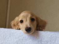 ８月２日生まれカニンヘンダックス・マンドレの赤ちゃんクリーム男の子