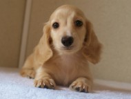 ８月２日生まれカニンヘンダックス・マンドレの赤ちゃんクリーム男の子