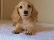 ８月２日生まれカニンヘンダックス・マンドレの赤ちゃんクリーム男の子