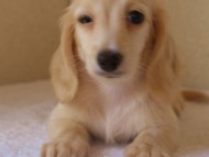 ８月２日生まれカニンヘンダックス・マンドレの赤ちゃんクリーム女の子