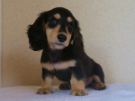 ブラック&クリーム　男の子 こはく君