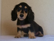 7月30日生まれカニンヘンダックス・あんずの赤ちゃん　ブラック&クリーム男の子①