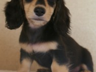 7月30日生まれカニンヘンダックス・あんずの赤ちゃん　ブラック&クリーム男の子①