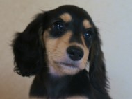 ブラック&クリーム　男の子 こはく君