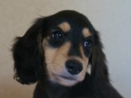 7月30日生まれカニンヘンダックス・あんずの赤ちゃん　ブラック&クリーム男の子①