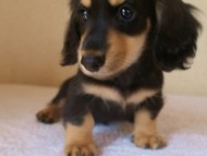 カニンヘンダックス・あんずの赤ちゃん　ブラック&クリーム男の子