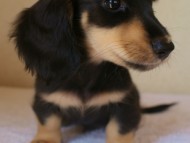 7月30日生まれカニンヘンダックス・あんずの赤ちゃん　ブラック&クリーム男の子