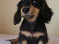 7月30日生まれカニンヘンダックス・あんずの赤ちゃん　ブラック&クリーム男の子