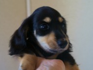 7月30日生まれカニンヘンダックス・あんずの赤ちゃん　ブラック&クリーム男の子