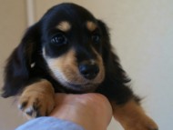 7月30日生まれカニンヘンダックス・あんずの赤ちゃん ブラック&クリーム男の子 7月30日生まれカニンヘンダックス・あんずの赤ちゃん ブラック&クリーム男の子