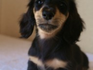 7月30日生まれカニンヘンダックス・あんずの赤ちゃん　ブラック&クリーム女の子