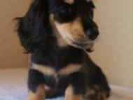 カニンヘンダックス・あんずの赤ちゃん　ブラック&クリーム女の子