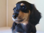 7月30日生まれカニンヘンダックス・あんずの赤ちゃん　ブラック&クリーム女の子