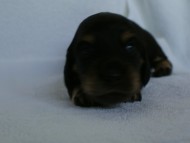 カニンヘンダックス　ブラック＆クリーム　男の子