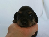 カニンヘンダックス　ブラック＆クリーム　男の子