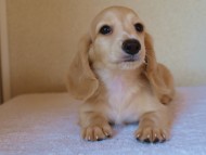 ８月２日生まれカニンヘンダックス・マンドレの赤ちゃんクリーム男の子