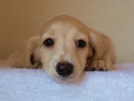 ８月２日生まれカニンヘンダックス・マンドレの赤ちゃんクリーム男の子