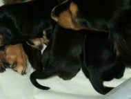 ミニチュワダックス　シャディの赤ちゃん