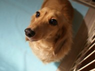 ミニチュワダックス　シェーデットクリーム　ダーちゃん