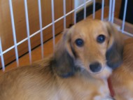 ミニチュワダックス シェーデットクリーム 娘ちゃん ミニチュワダックス シェーデットクリーム 娘ちゃん