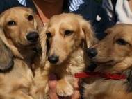 カニンヘンダックス　シェーデットクリームの親子