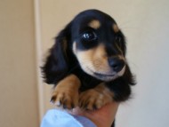7月30日生まれカニンヘンダックス・あんずの赤ちゃん　ブラック&クリーム男の子