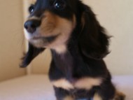 7月30日生まれカニンヘンダックス・あんずの赤ちゃん ブラック&クリーム男の子 7月30日生まれカニンヘンダックス・あんずの赤ちゃん ブラック&クリーム男の子