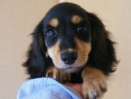 7月30日生まれカニンヘンダックス・あんずの赤ちゃん　ブラック&クリーム男の子