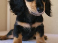 7月30日生まれカニンヘンダックス・あんずの赤ちゃん ブラック&クリーム女の子 7月30日生まれカニンヘンダックス・あんずの赤ちゃん ブラック&クリーム女の子