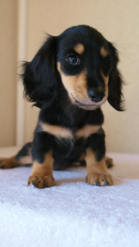 7月30日生まれカニンヘンダックス・あんずの赤ちゃん ブラック&クリーム女の子 7月30日生まれカニンヘンダックス・あんずの赤ちゃん ブラック&クリーム女の子