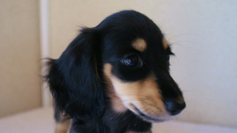 7月30日生まれカニンヘンダックス・あんずの赤ちゃん ブラック&クリーム女の子 7月30日生まれカニンヘンダックス・あんずの赤ちゃん ブラック&クリーム女の子