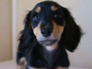 7月30日生まれカニンヘンダックス・あんずの赤ちゃん　ブラック&クリーム女の子