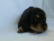 ９月13日生まれカニンヘンダックス・クレアの赤ちゃん　ブラック&クリーム男の子