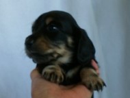 ９月13日生まれカニンヘンダックス・クレアの赤ちゃん　ブラック&クリーム女の子