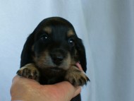 カニンヘンダックス　ブラック＆クリーム　女の子　子犬