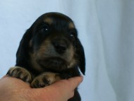 ９月13日生まれカニンヘンダックス・クレアの赤ちゃん　ブラック&クリーム女の子